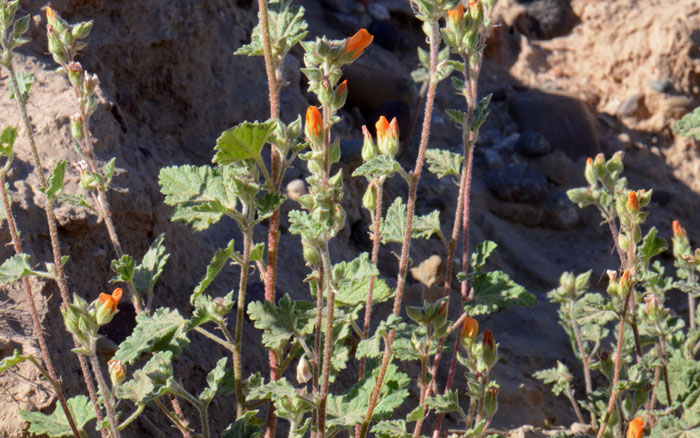 Sphaeralcea coulteri, Coulter's Globemallow Sphaeralcea coulteri, Coulter's Globemallow